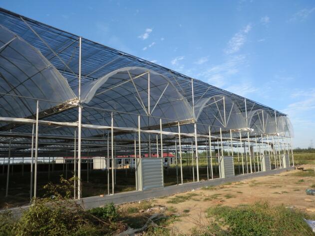 陜西溫室大棚突然遇到冰雹天氣該如何避免？